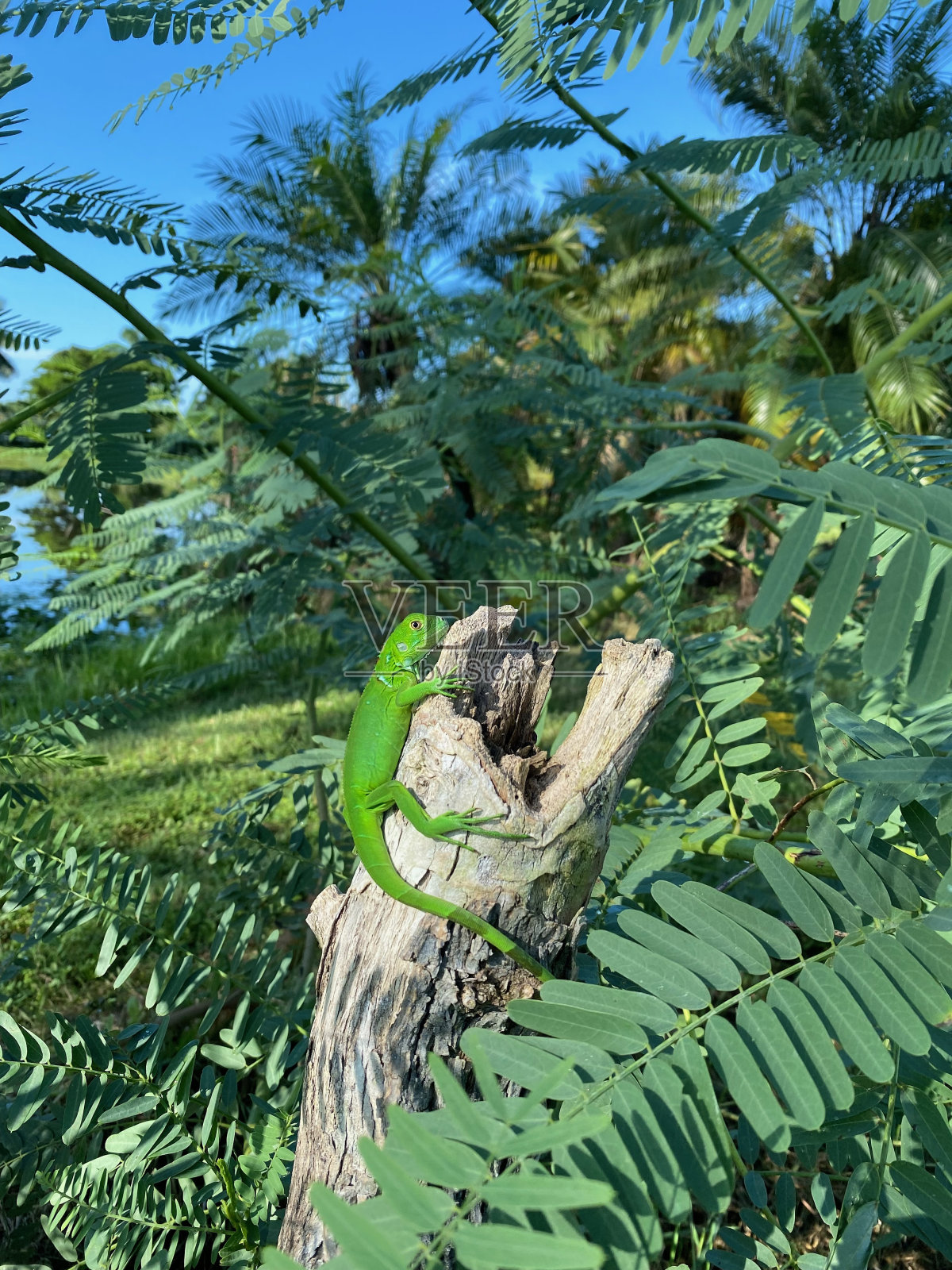 绿蜥蜴冷照片摄影图片