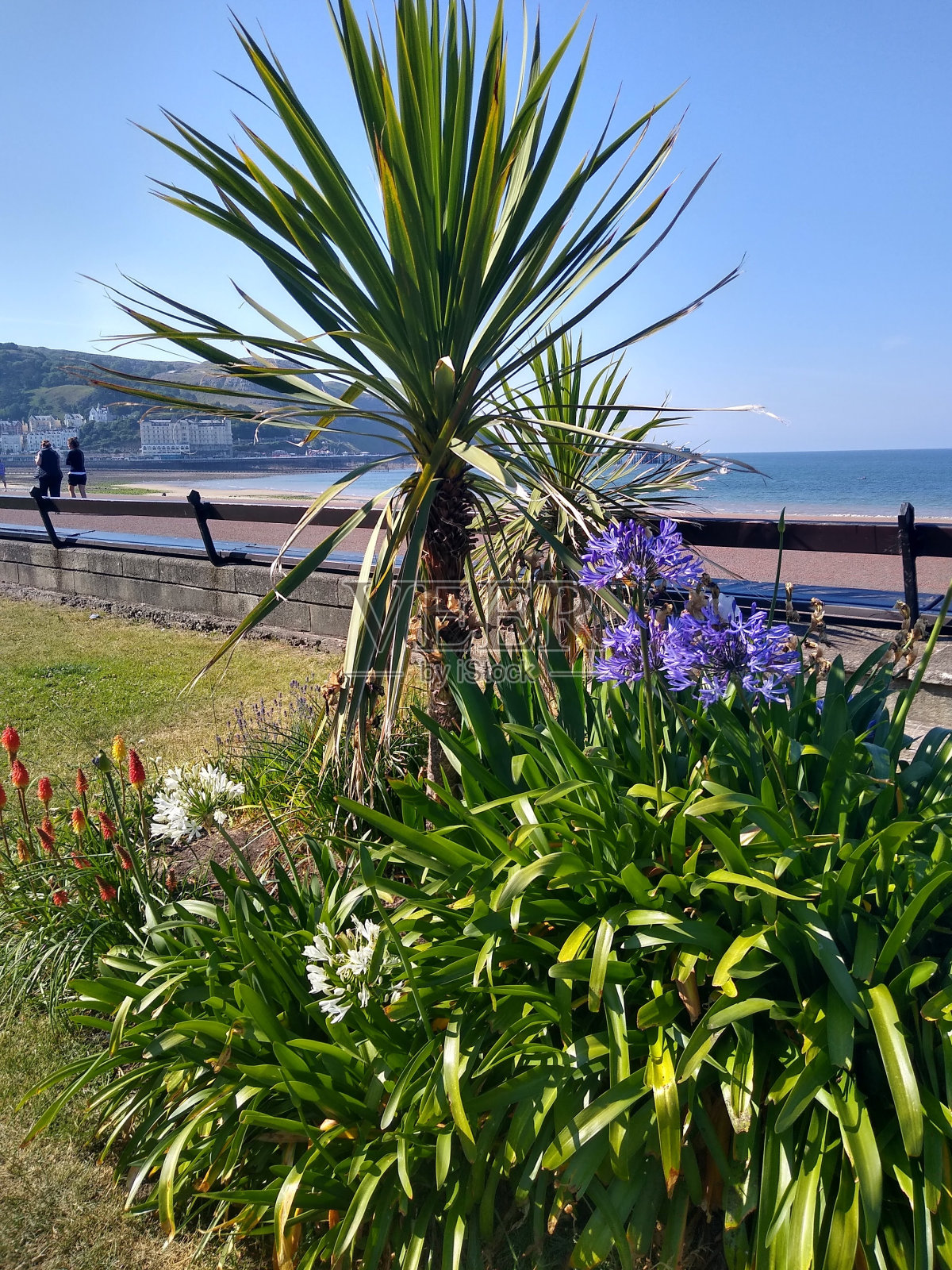 花芦荟罂粟纪念日，兰迪德诺，粉红色的花，伊甸园项目康沃尔，绿色照片摄影图片