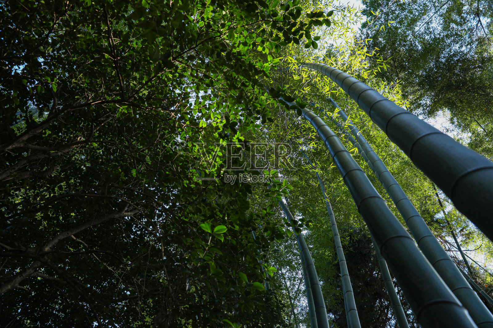 美丽的绿色树木在阳光明媚的日子里在森林，底部视图照片摄影图片