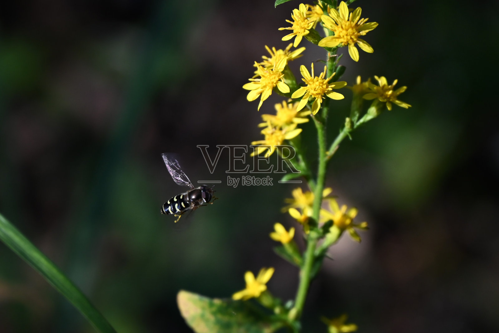 黄菊花(Solidago virgaurea)花。菊科多年生植物。照片摄影图片