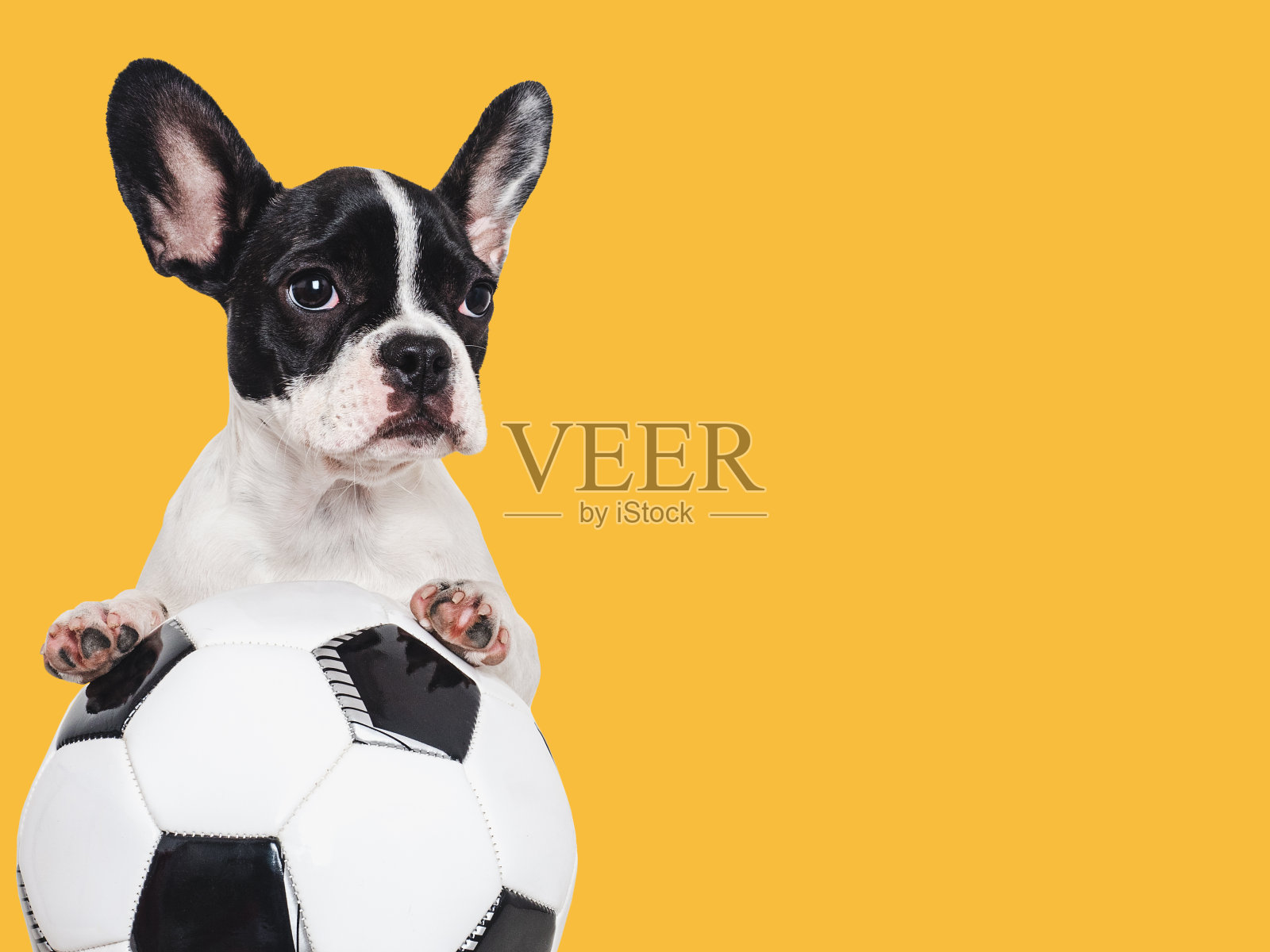 可爱的小狗和足球。孤立的背景照片摄影图片