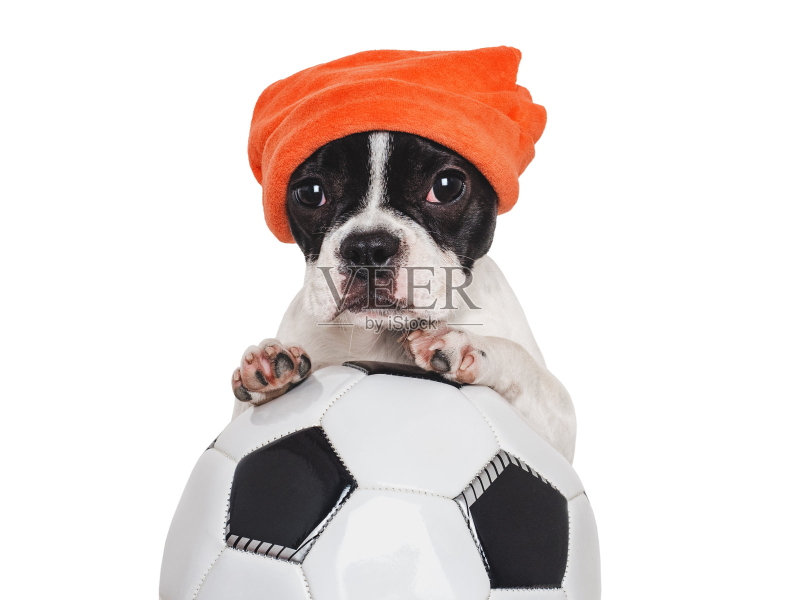 可爱的小狗和足球。孤立的背景照片摄影图片