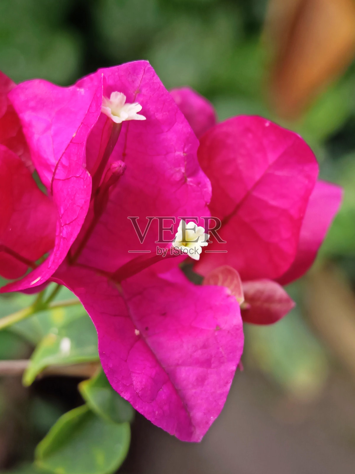 散焦视图的明亮的粉红色九重葛花在花园里照片摄影图片