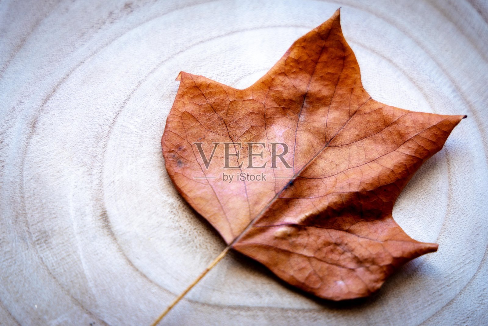 棕秋叶照片摄影图片