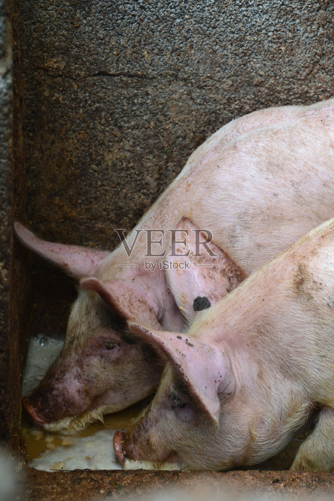 乳白色的猪照片摄影图片