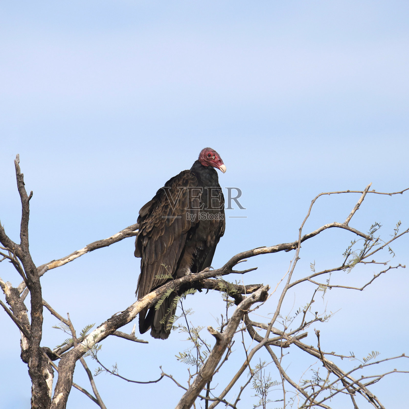 土耳其秃鹫(cathartes aura)高高地栖息在光秃秃的树上照片摄影图片