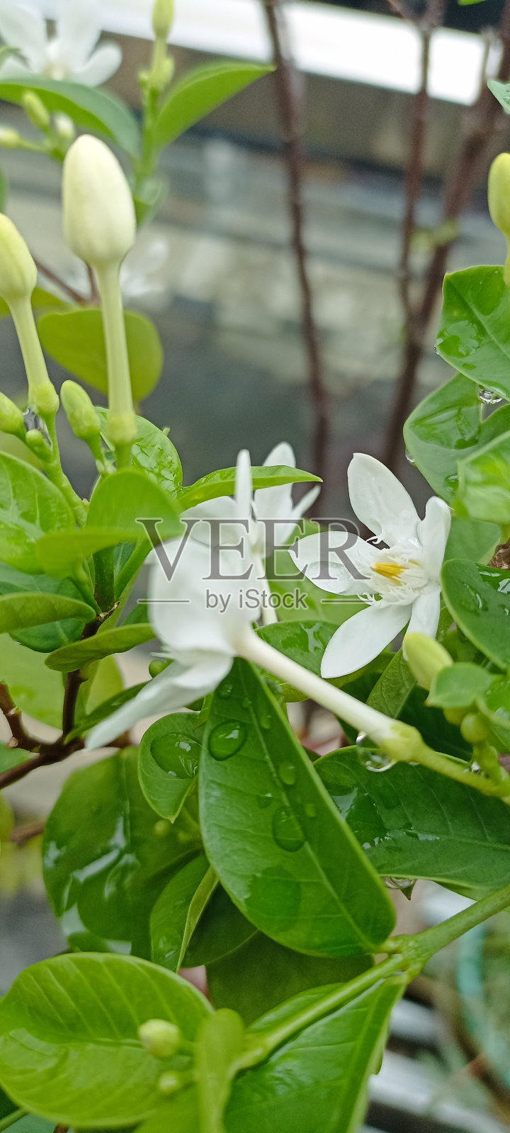 雨后茉莉花照片摄影图片