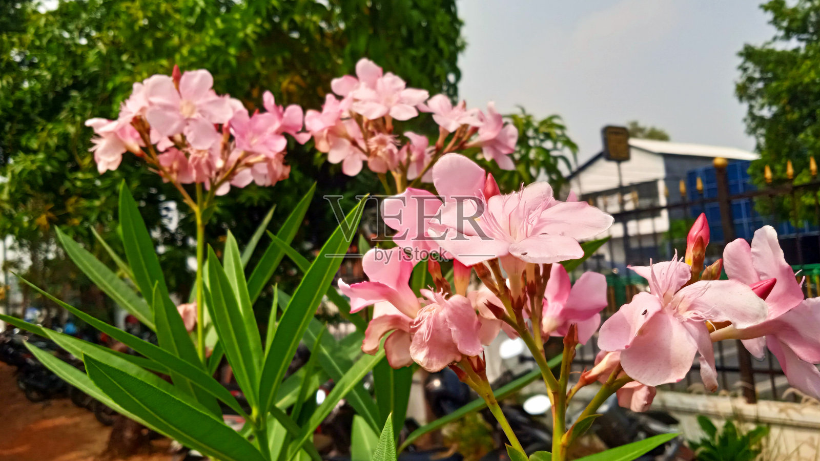 粉红夹竹桃花照片摄影图片