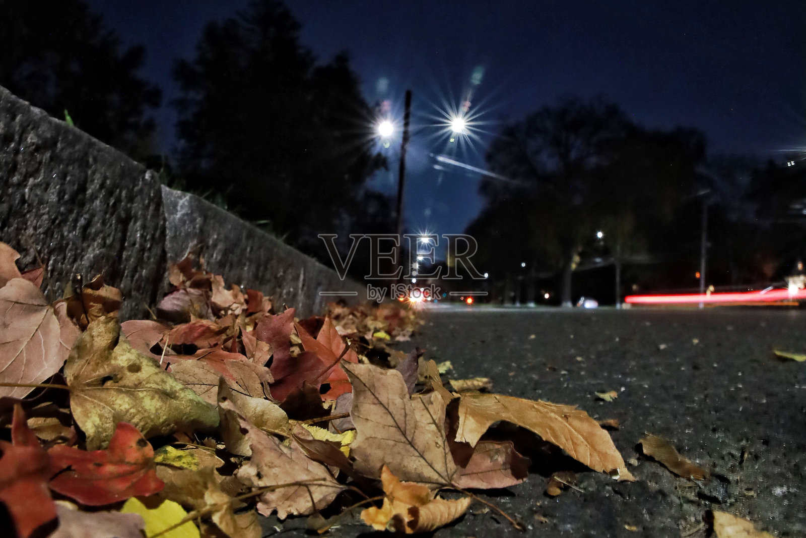 林荫大道上的树叶照片摄影图片