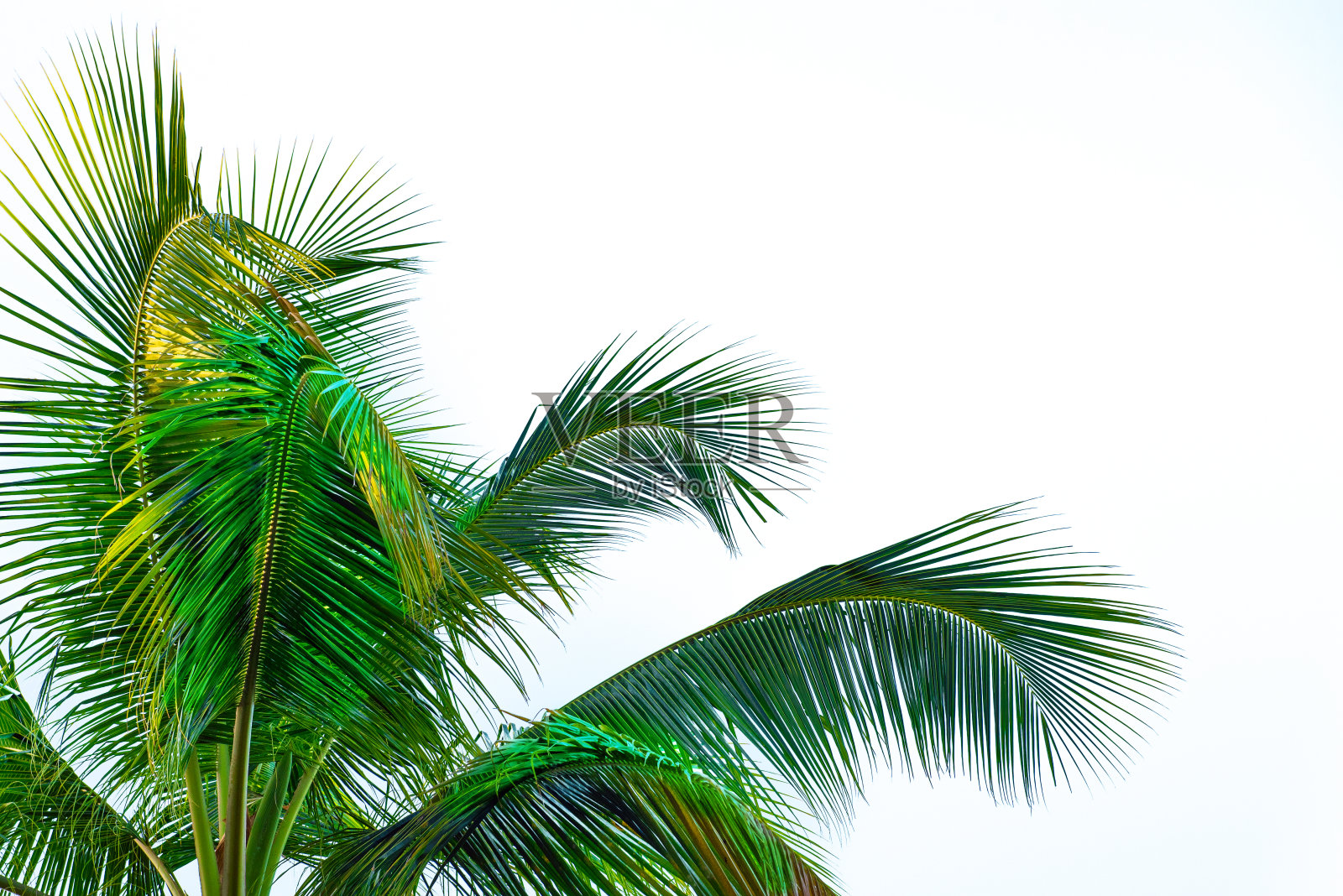 热带背景与棕榈照片摄影图片