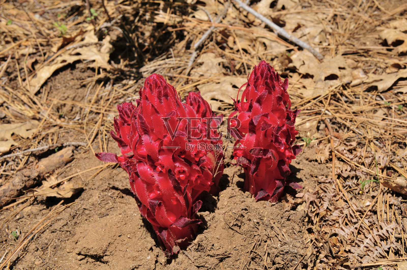 雪花秘扇照片摄影图片