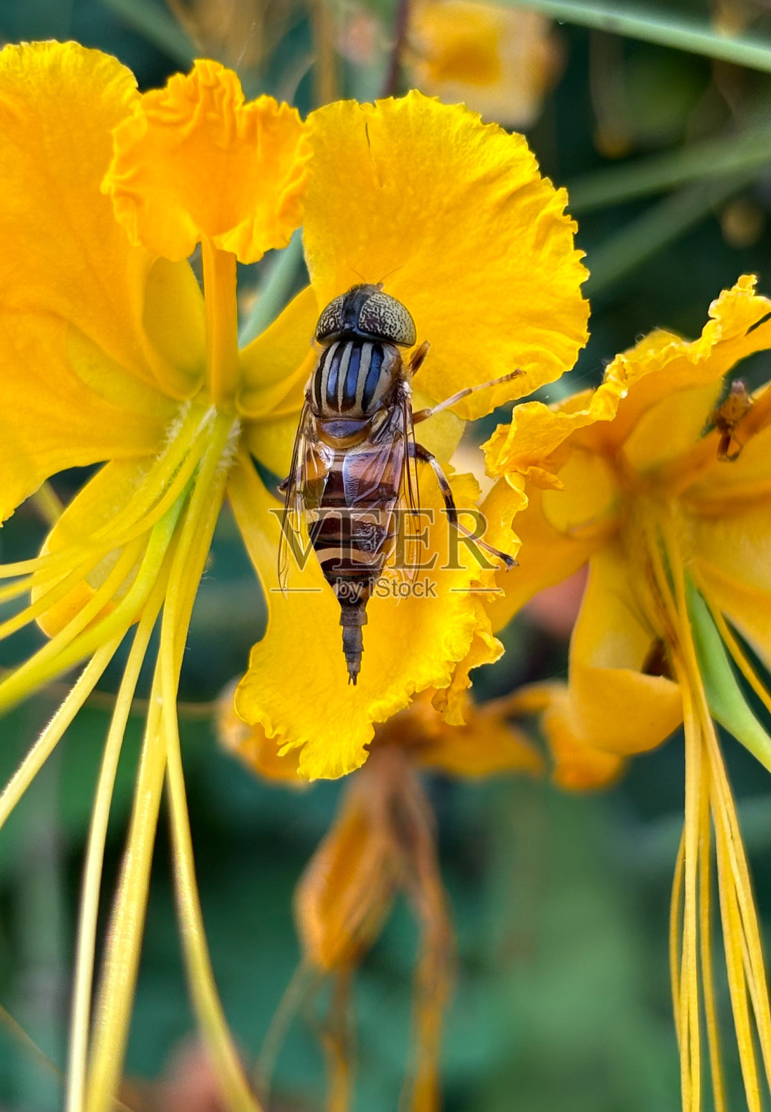 一只蜜蜂在黄花上的特写照片摄影图片