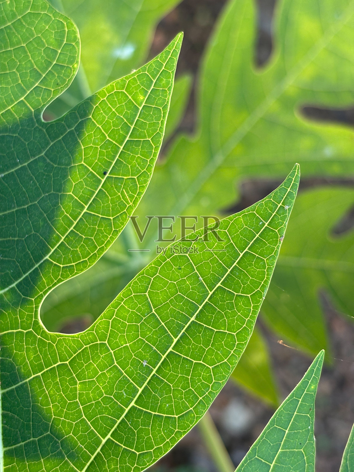 背光叶片背景和纹理的特写。照片摄影图片