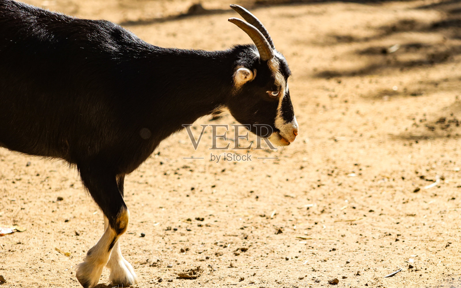 农场院子里的山羊照片摄影图片