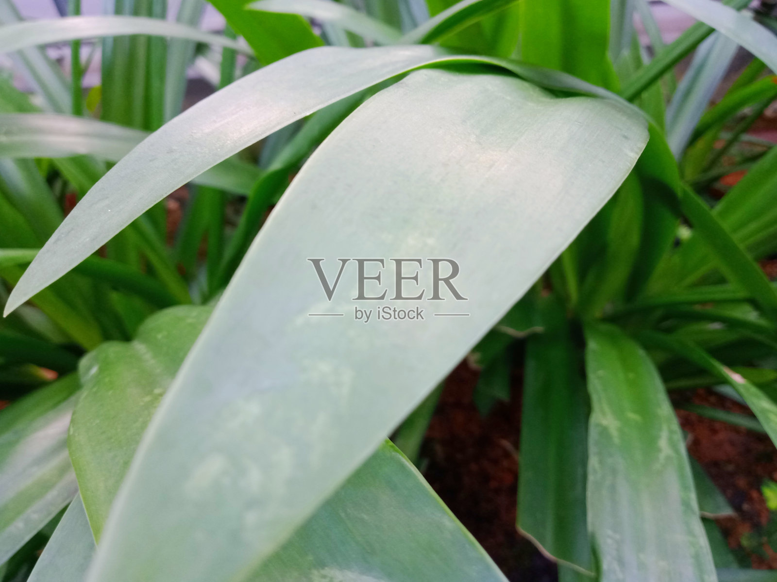 绿色的长叶子在花园里照片摄影图片