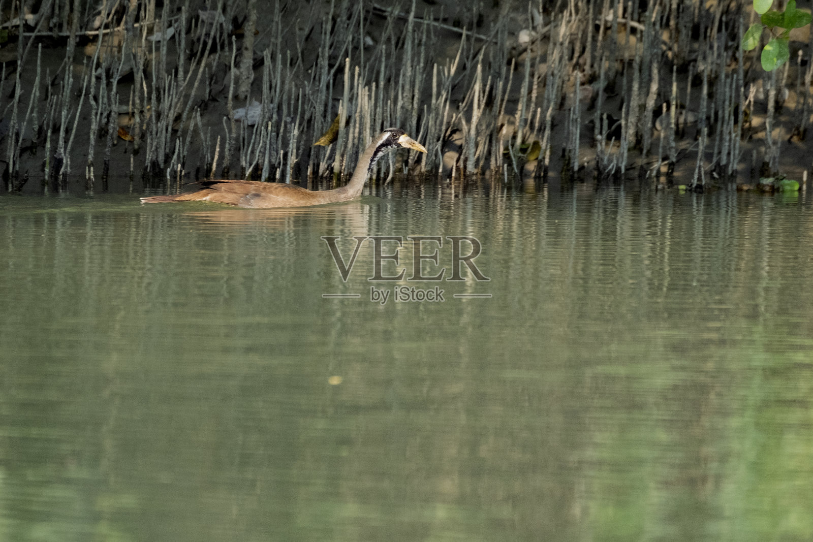 蒙面鳍足或亚洲鳍足，这张照片摄于世界上最大的红树林，孟加拉国的孙德尔本斯照片摄影图片