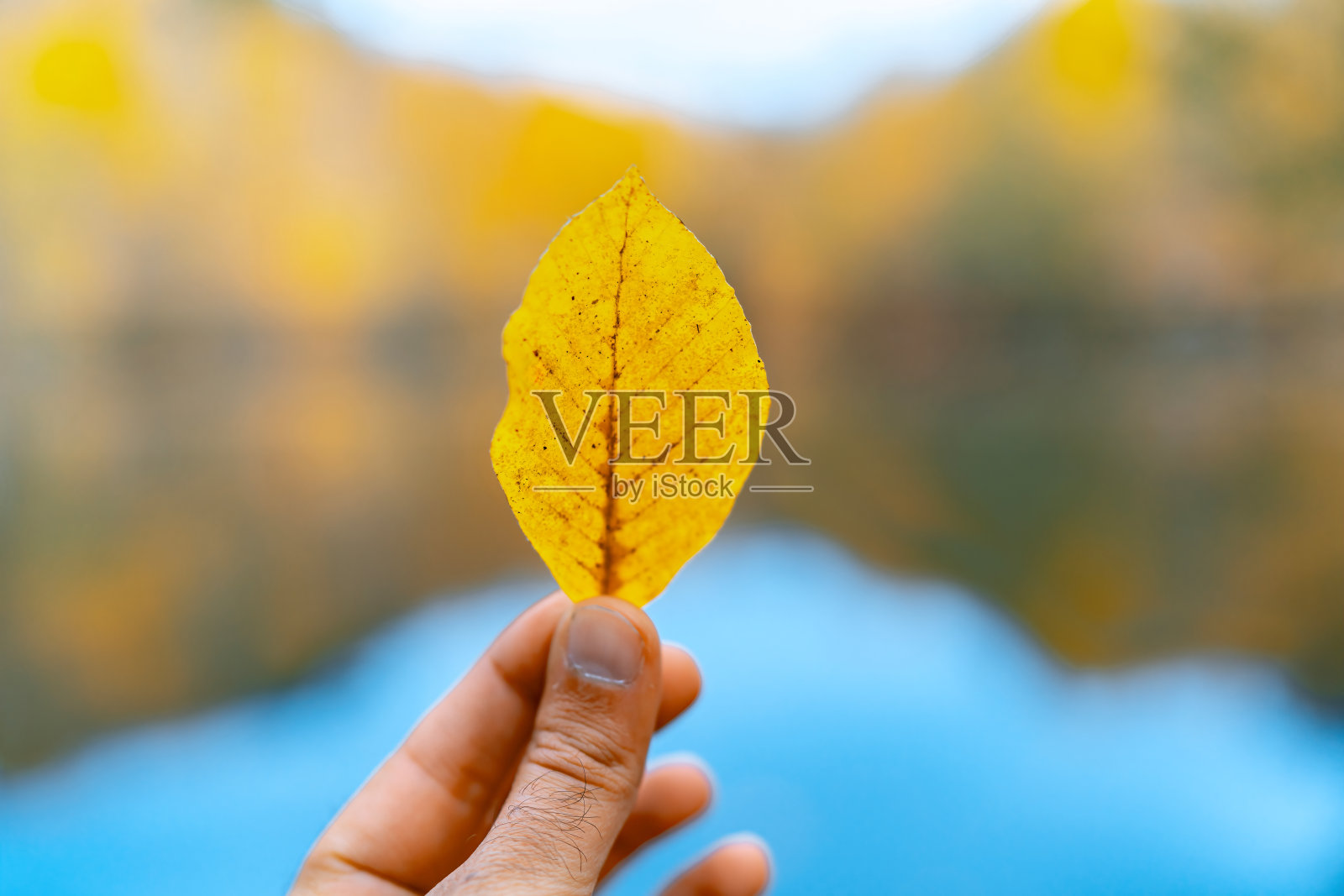 一只手在阳光下握着一片黄色的秋叶的特写，背景是树叶。Yedigoller, Bolu照片摄影图片