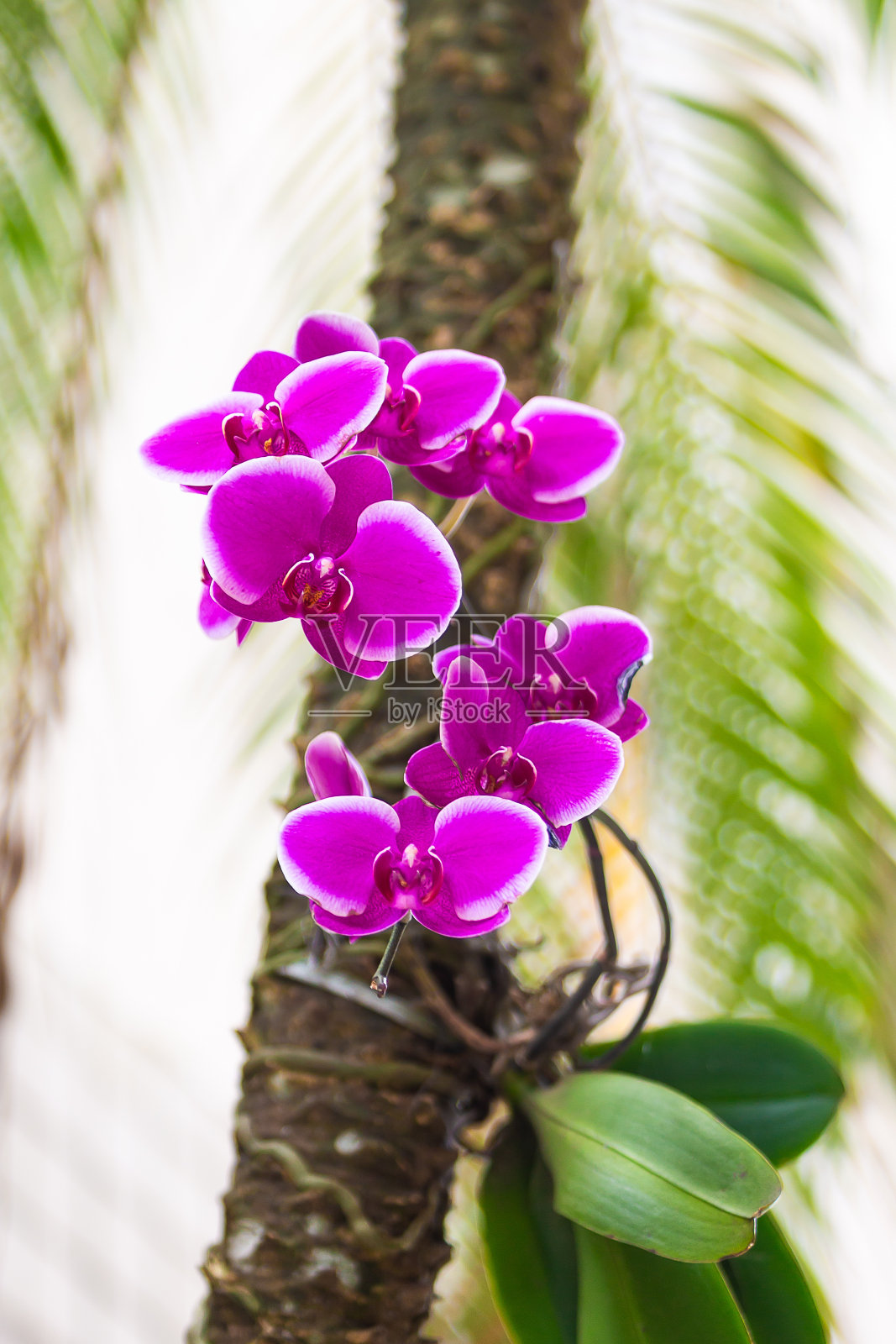 丁香兰花植根于椰子树的茎照片摄影图片
