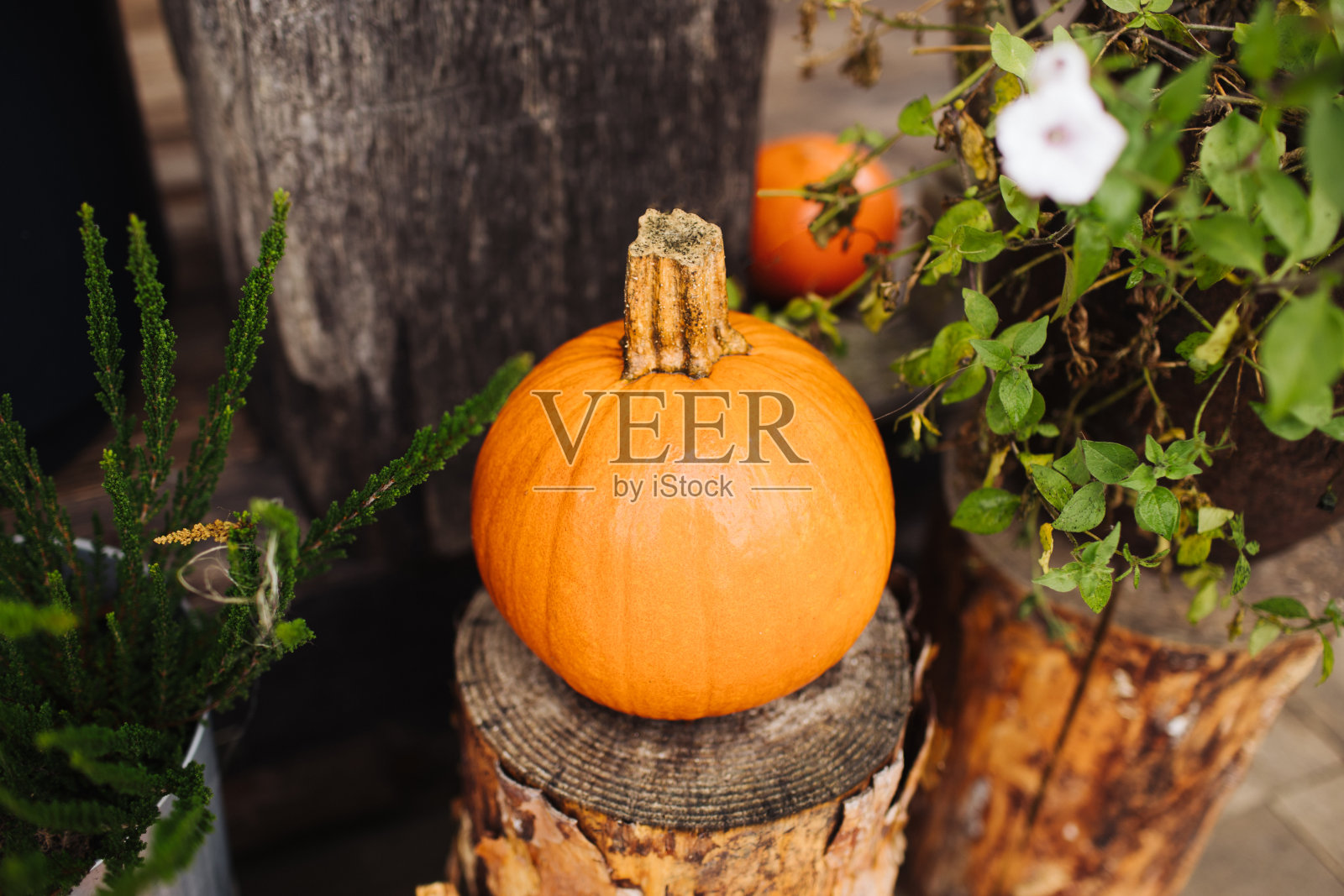 木头上的南瓜。橙色圆形蔬菜。万圣节的背景。装饰有机暖色秋色。照片摄影图片