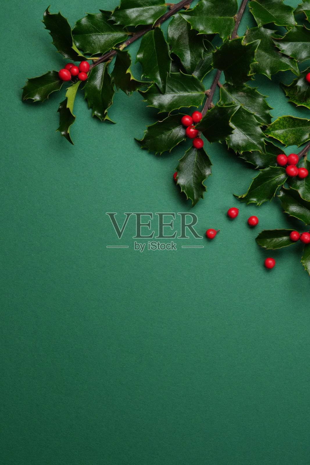 在绿色的背景上，由普通的冬青叶子和新鲜的水果浆果制成。照片摄影图片