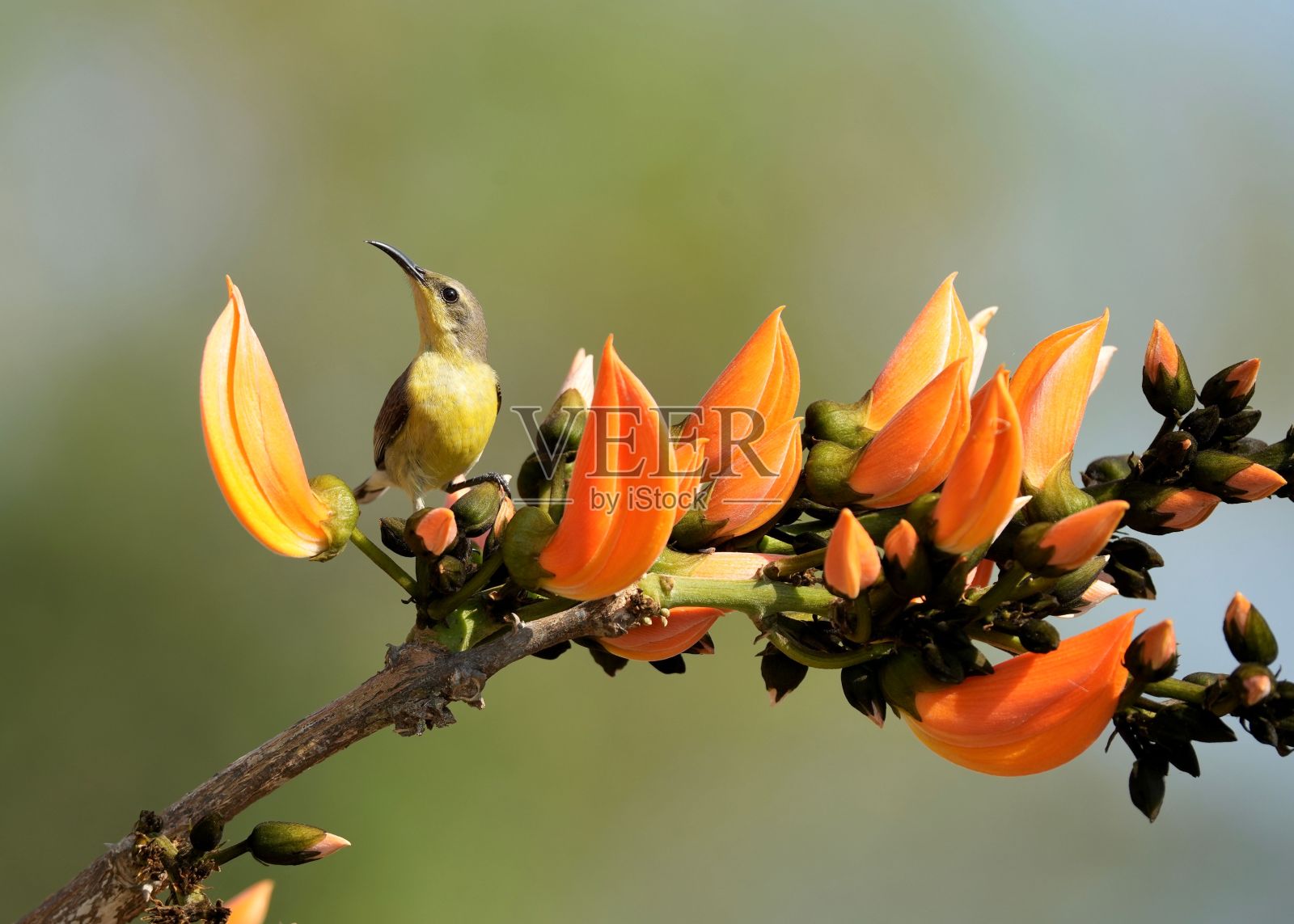 紫色背的太阳鸟栖息在一棵茂盛的树上正在萌芽的花朵上。照片摄影图片