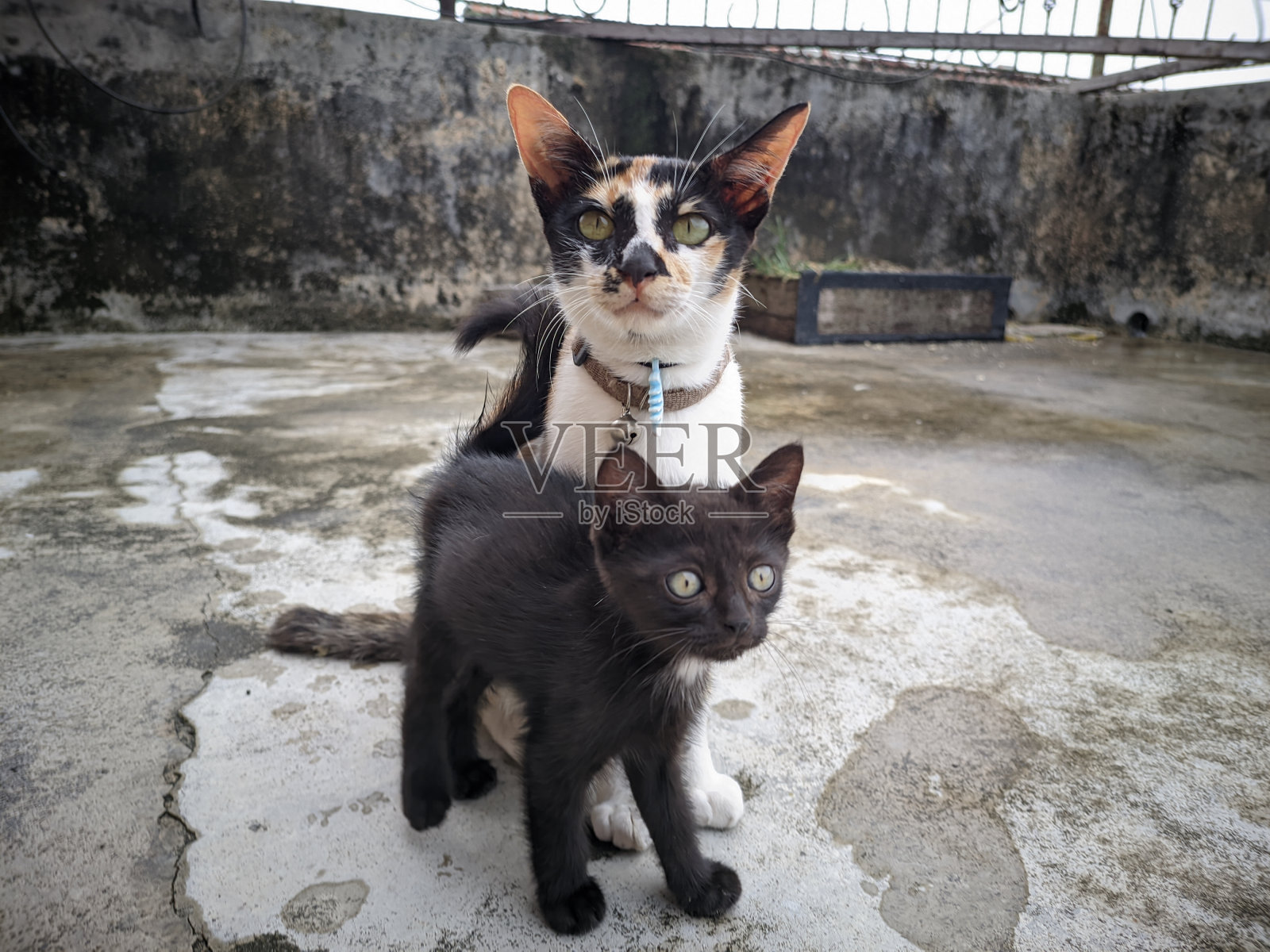 一只成年的三色家猫和一只黑猫在它前面的户外背景的肖像照片摄影图片