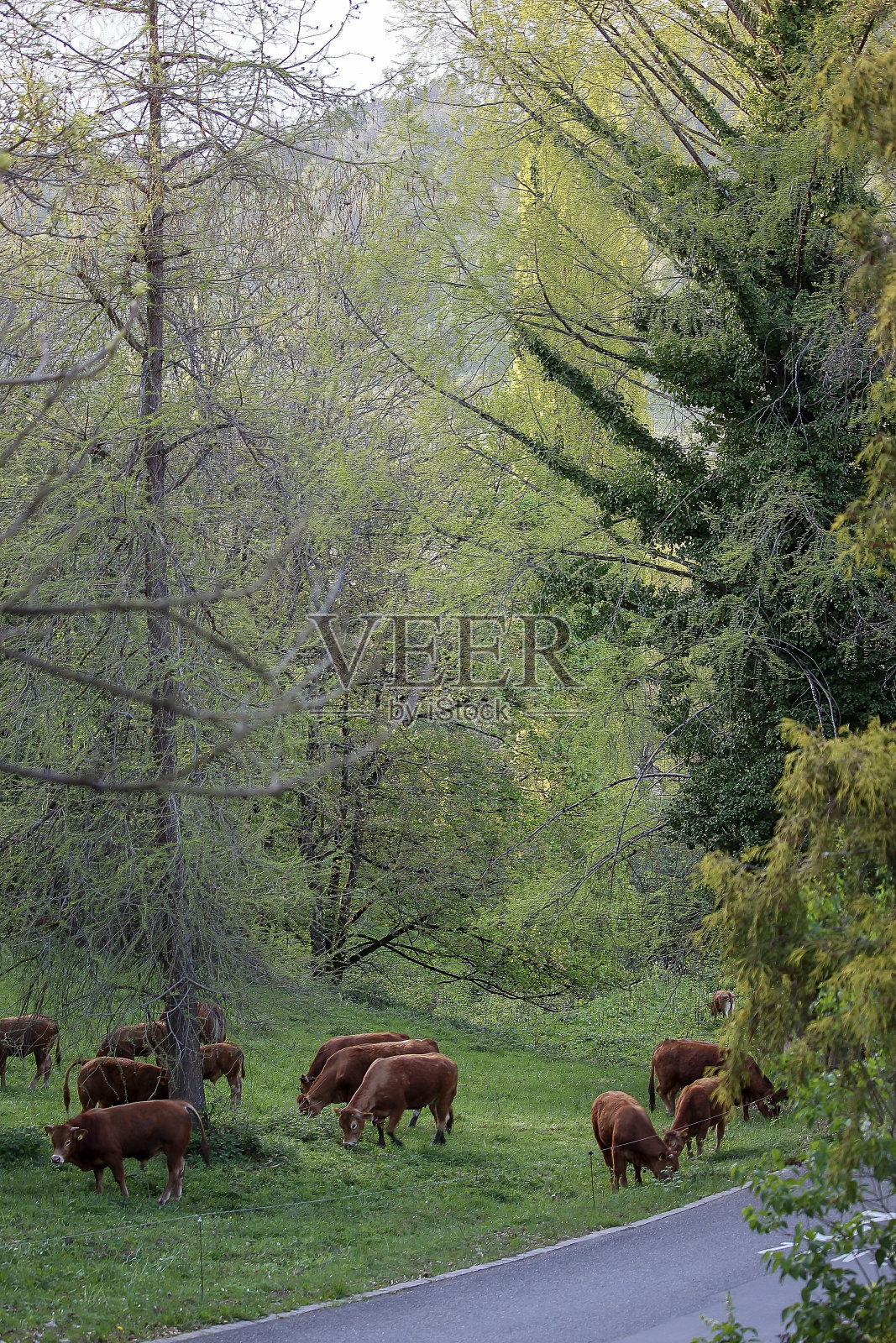 奶牛在德国南部靠近黑森林的巴登韦勒附近的田野里漫步照片摄影图片