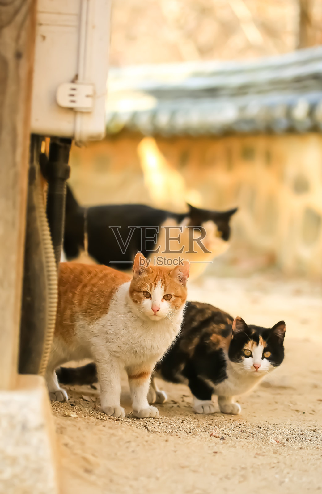 你是谁?照片摄影图片