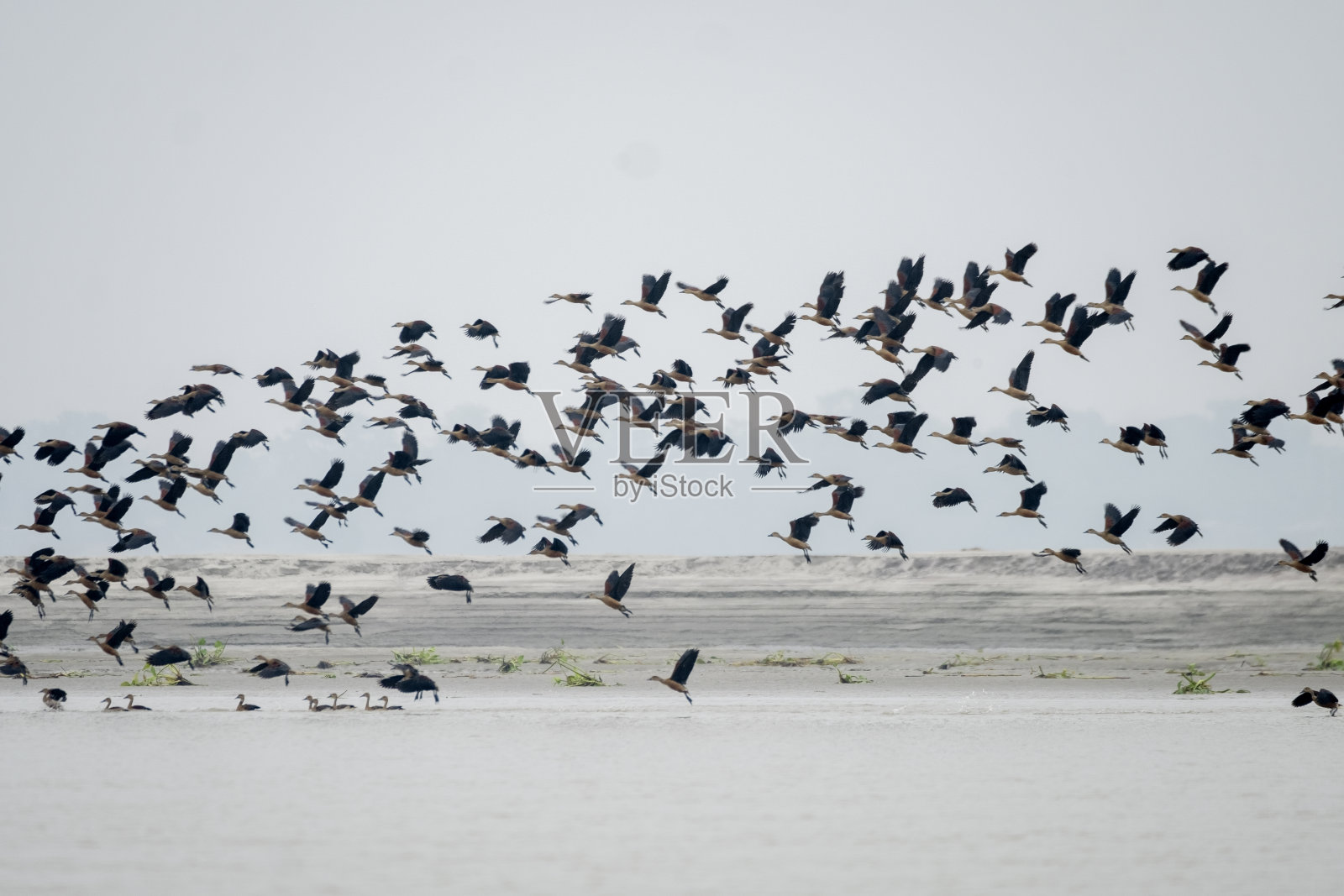 一群吹口哨的小鸭子照片摄影图片