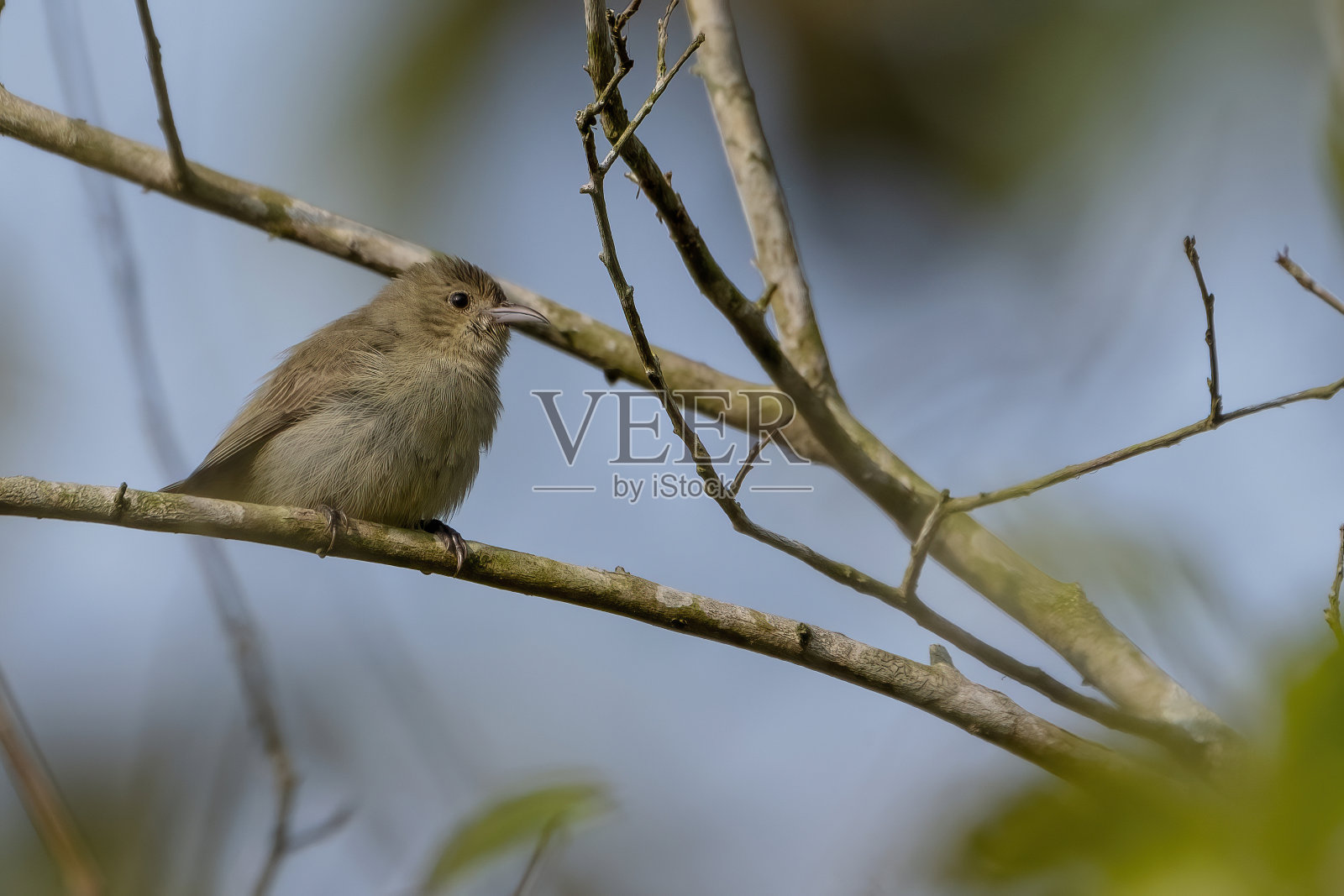 白嘴啄花鸟或Tickell的啄花鸟照片摄影图片