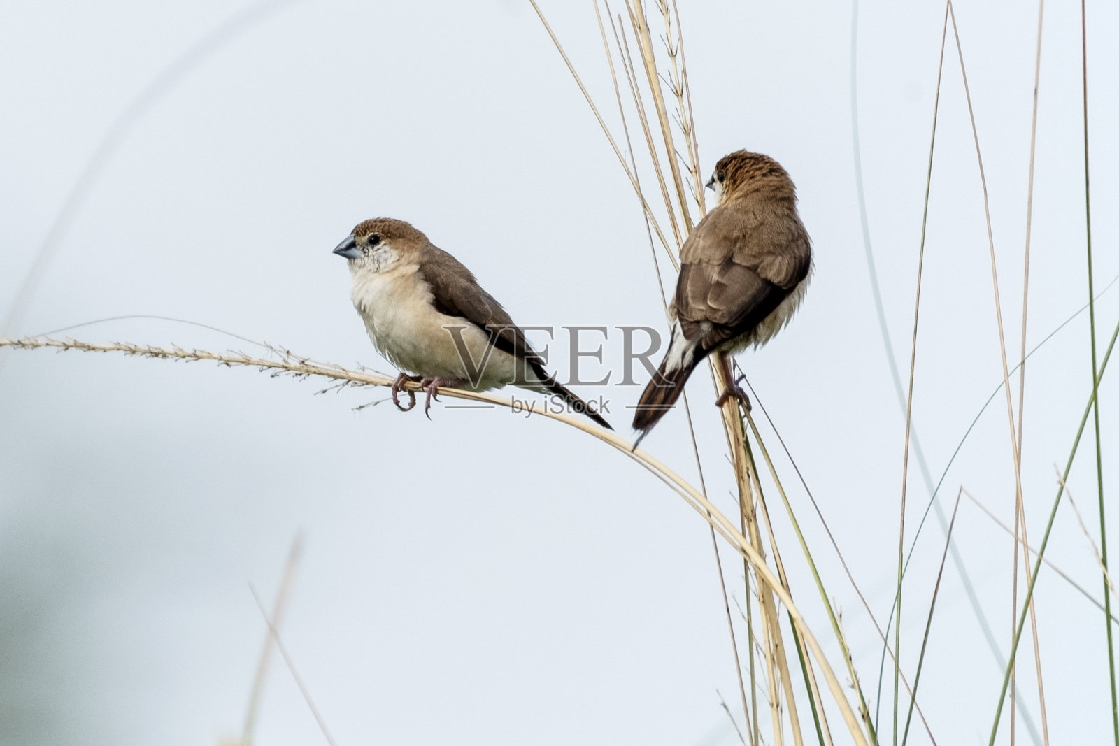 印度银鸟或白喉文鸟(Euodice malabarica)是一种小型雀形目鸟类照片摄影图片