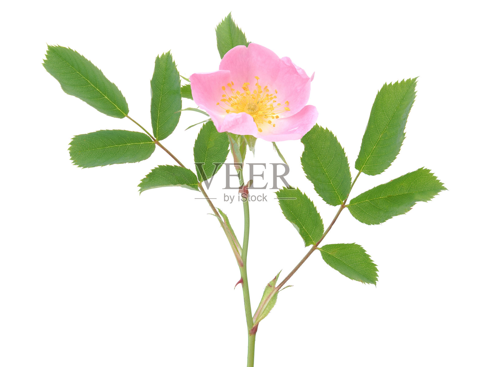 野狗玫瑰的粉红色花，孤立在白色上照片摄影图片