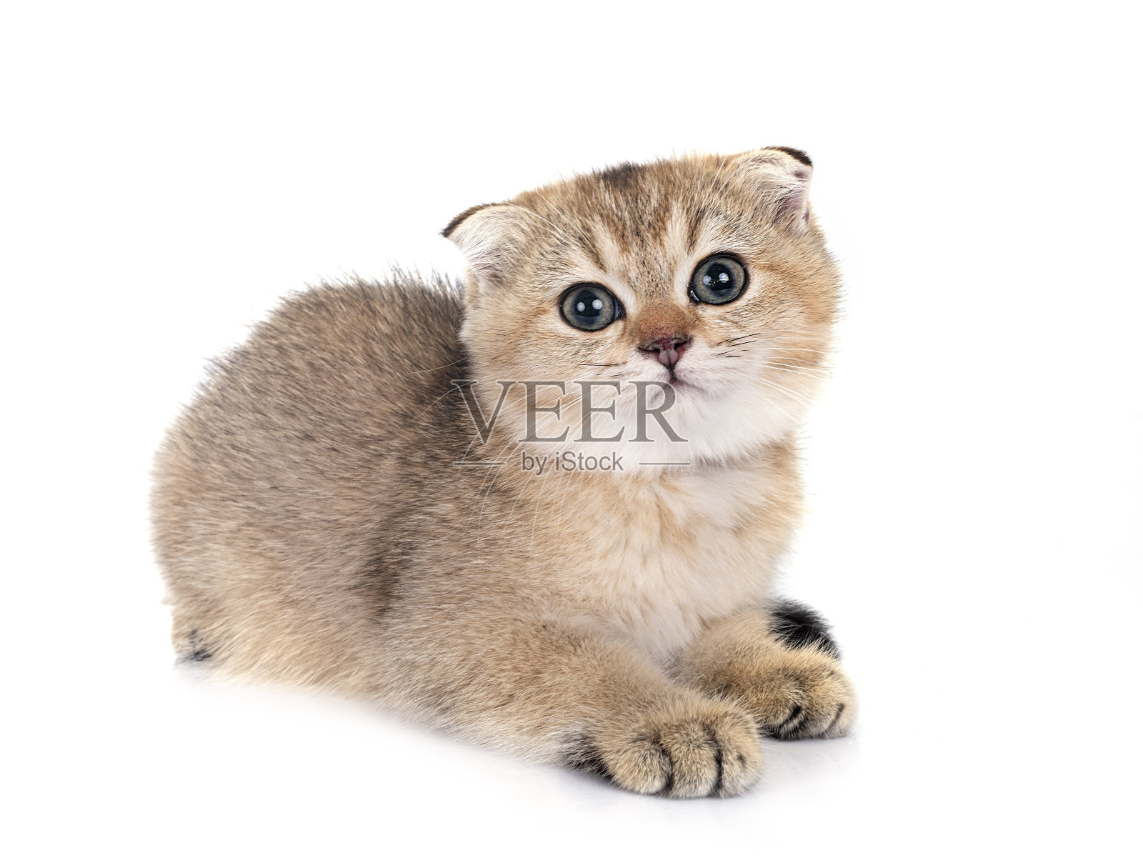 工作室里的苏格兰折耳小猫照片摄影图片