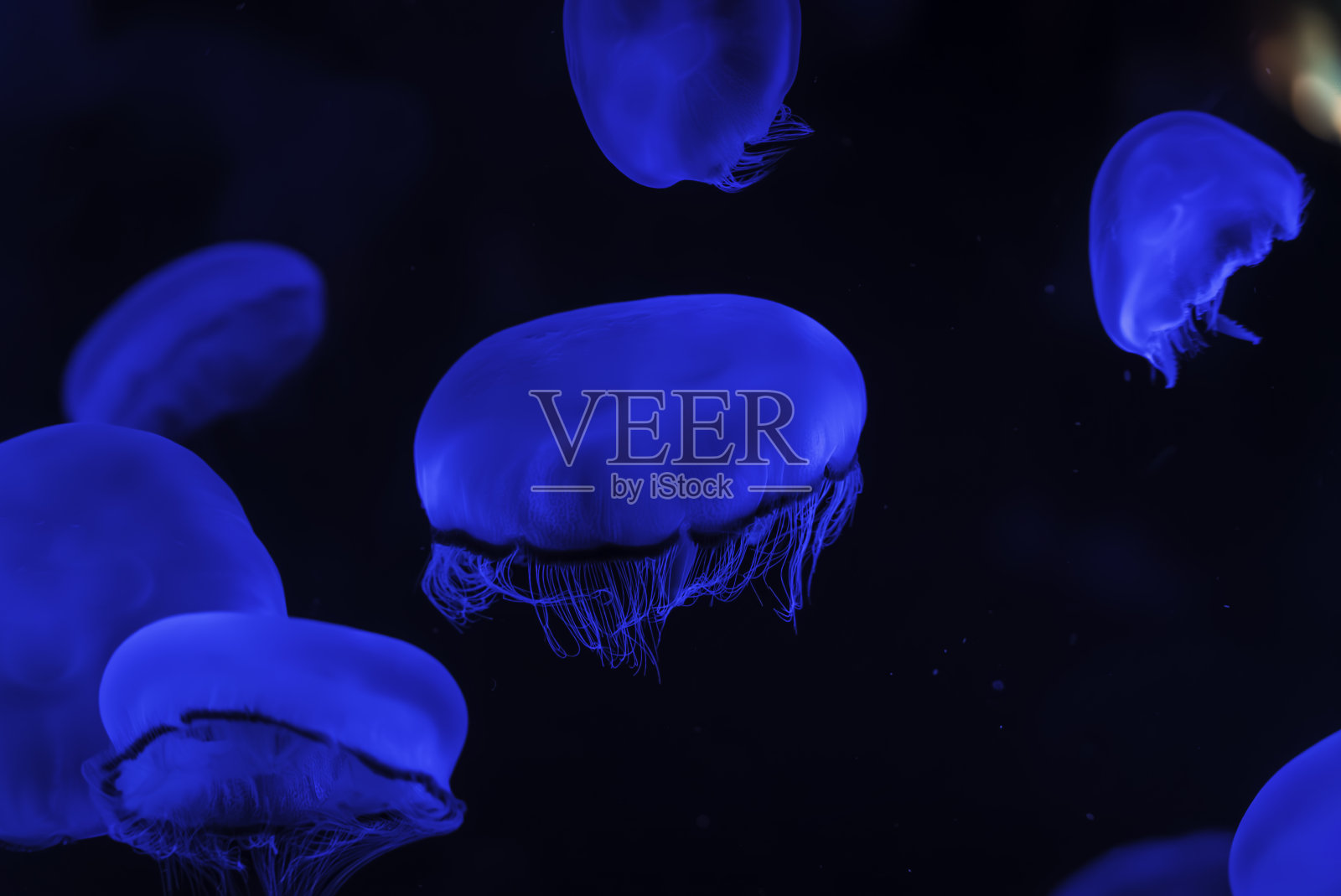 月亮果冻照片摄影图片