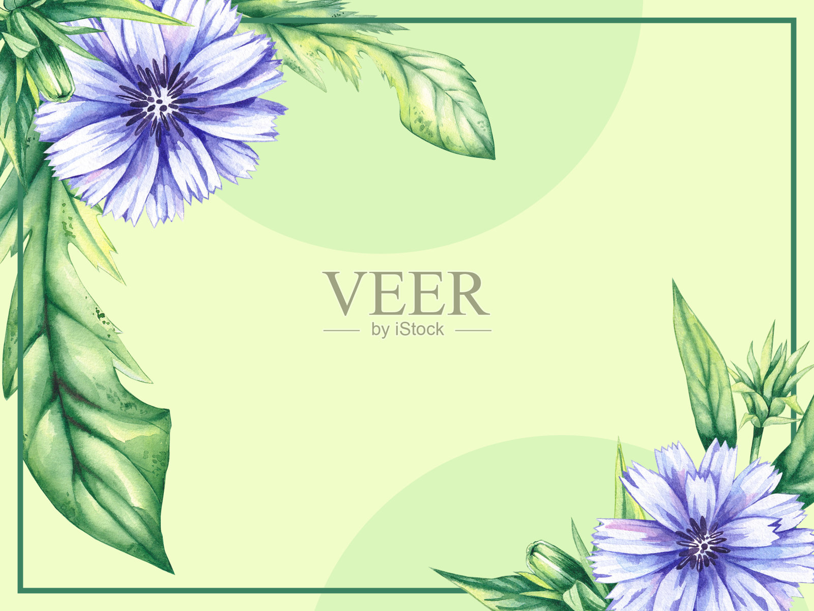 菊苣旗绿色手绘水彩菊苣花插画图片素材