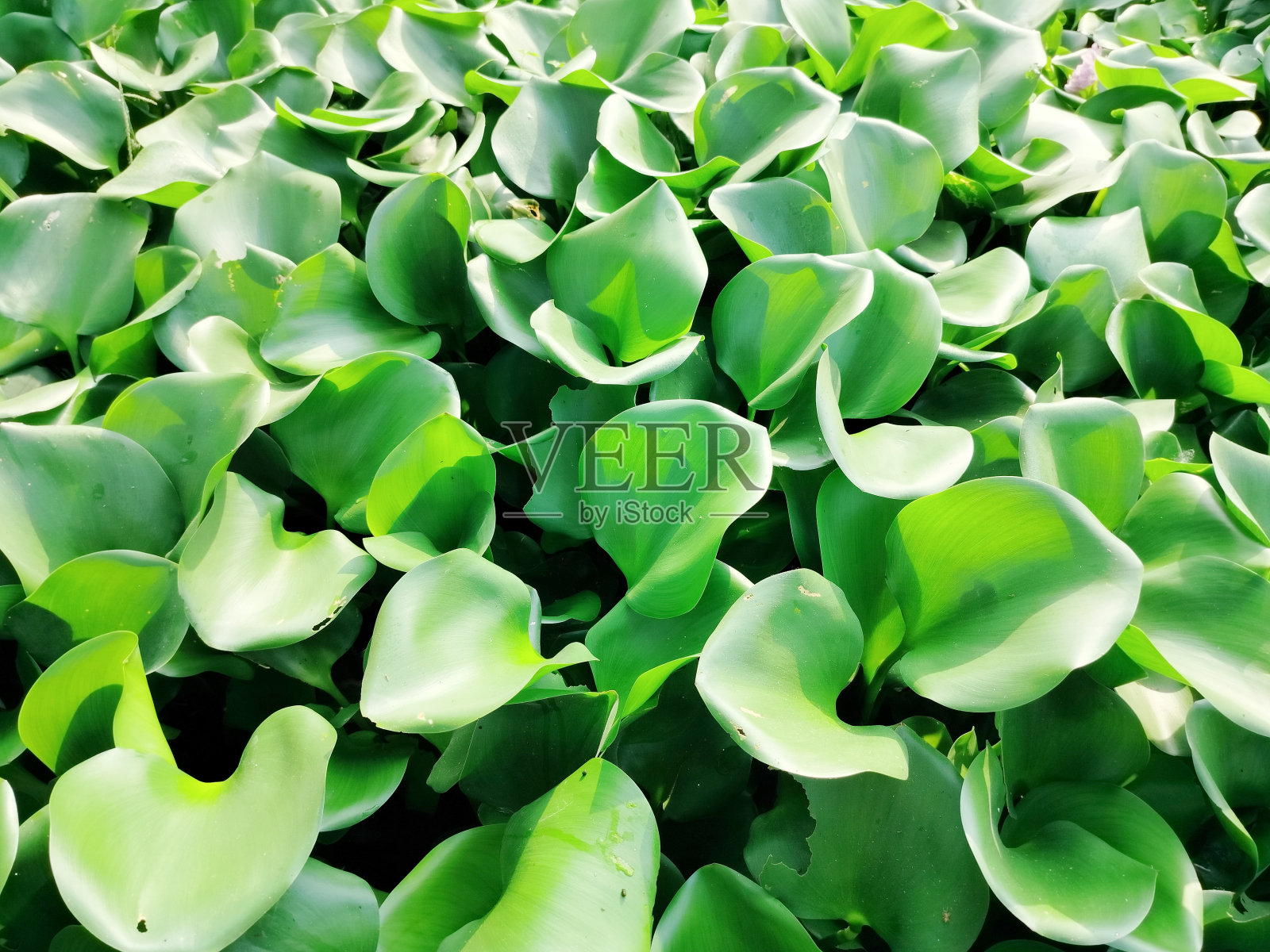 水葫芦叶照片摄影图片