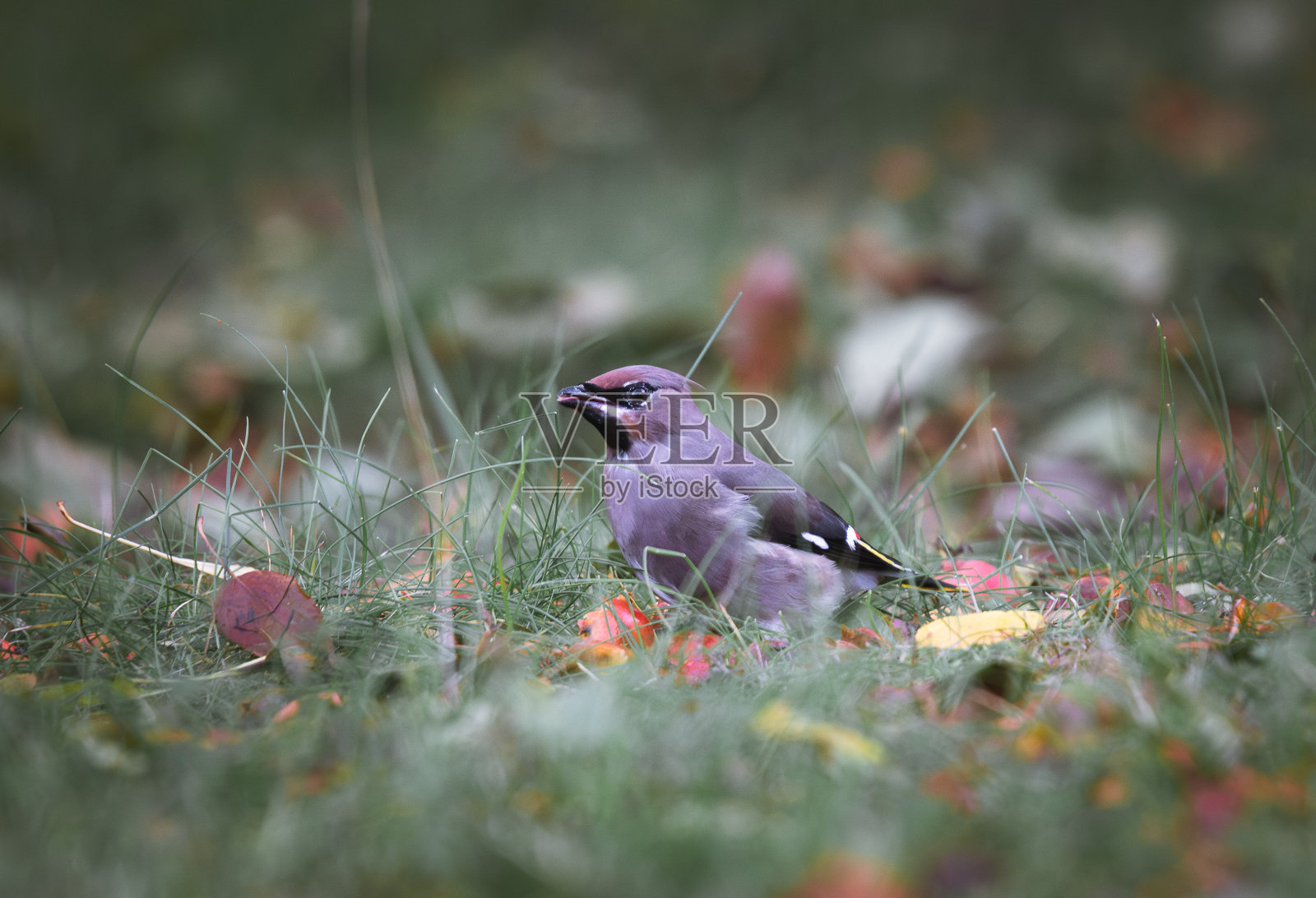 波希米亚人在花园里的草地上打蜡照片摄影图片