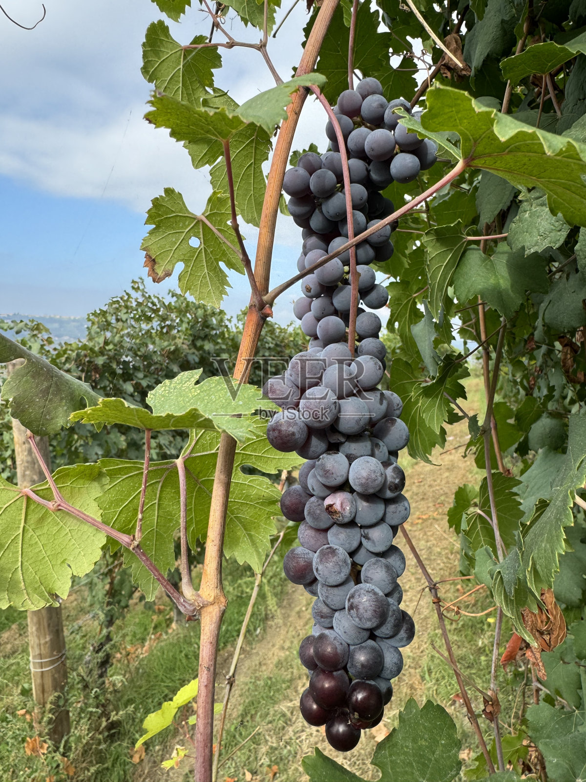 葡萄园里的葡萄照片摄影图片