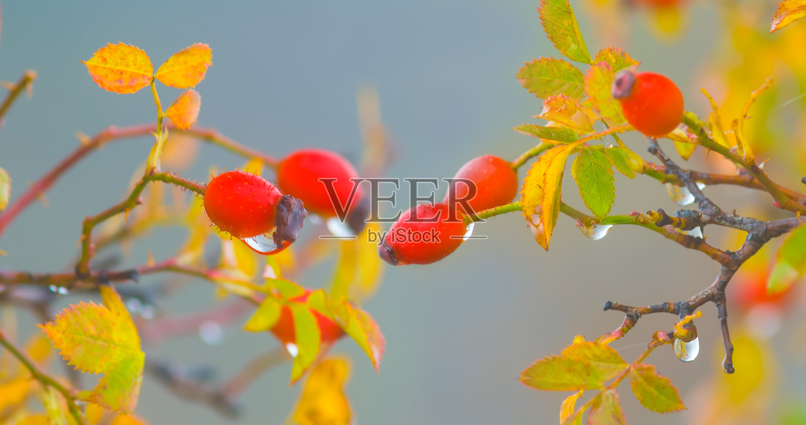 特写:浓雾中有成熟浆果的野蔷薇丛照片摄影图片