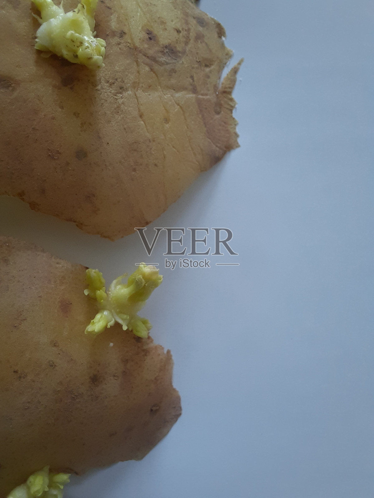 马铃薯芽生长特写照片摄影图片