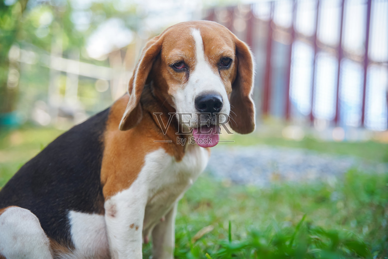 一只可爱的三色小猎犬坐在围栏前的绿草地上，脸和眼睛聚焦，用浅景深拍摄。照片摄影图片