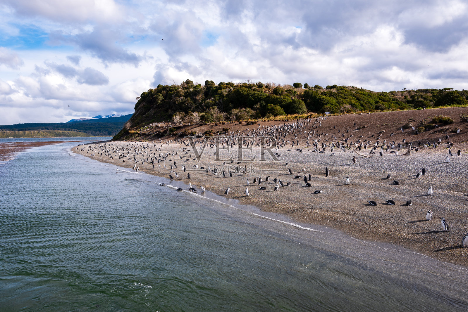 企鹅照片摄影图片