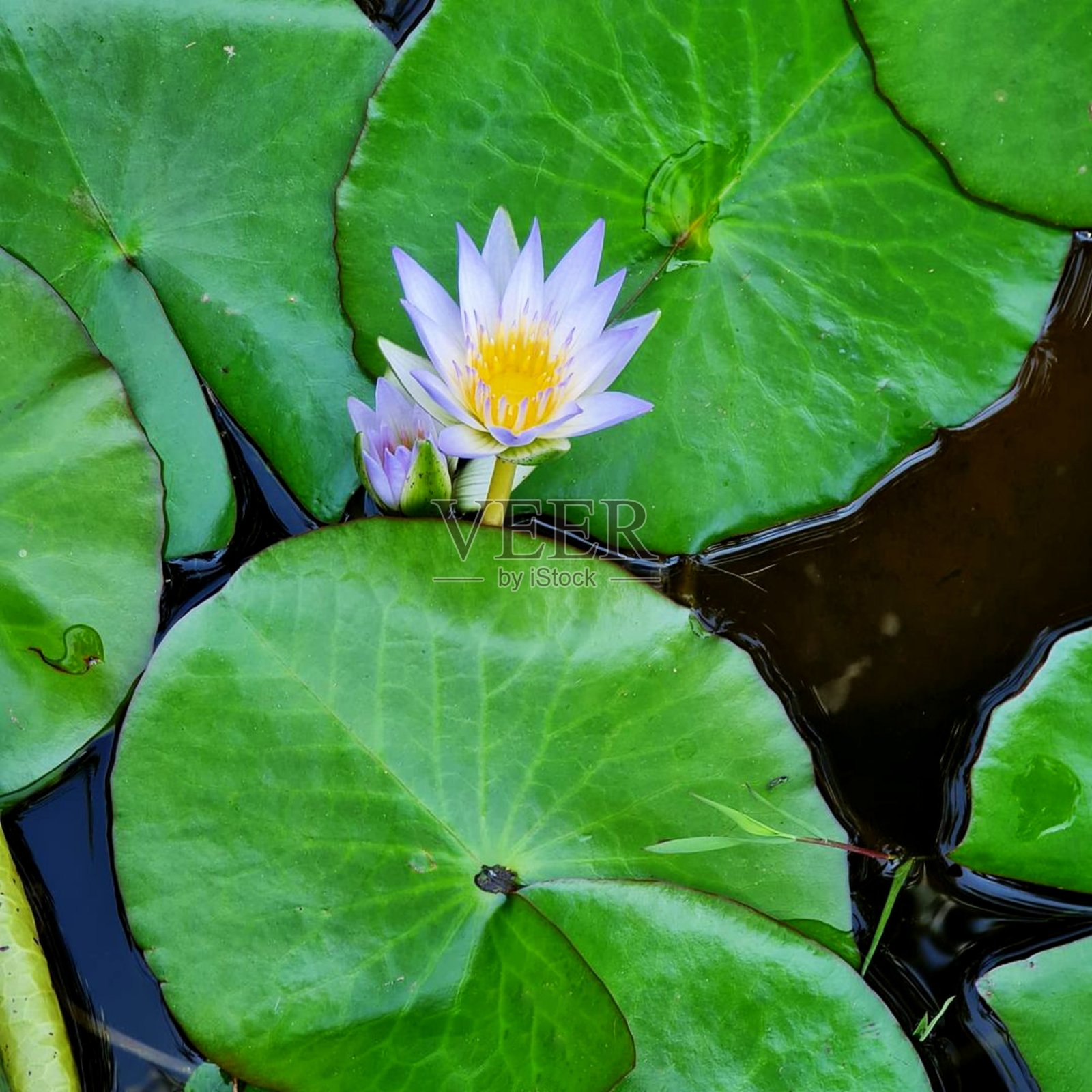 莲花照片摄影图片