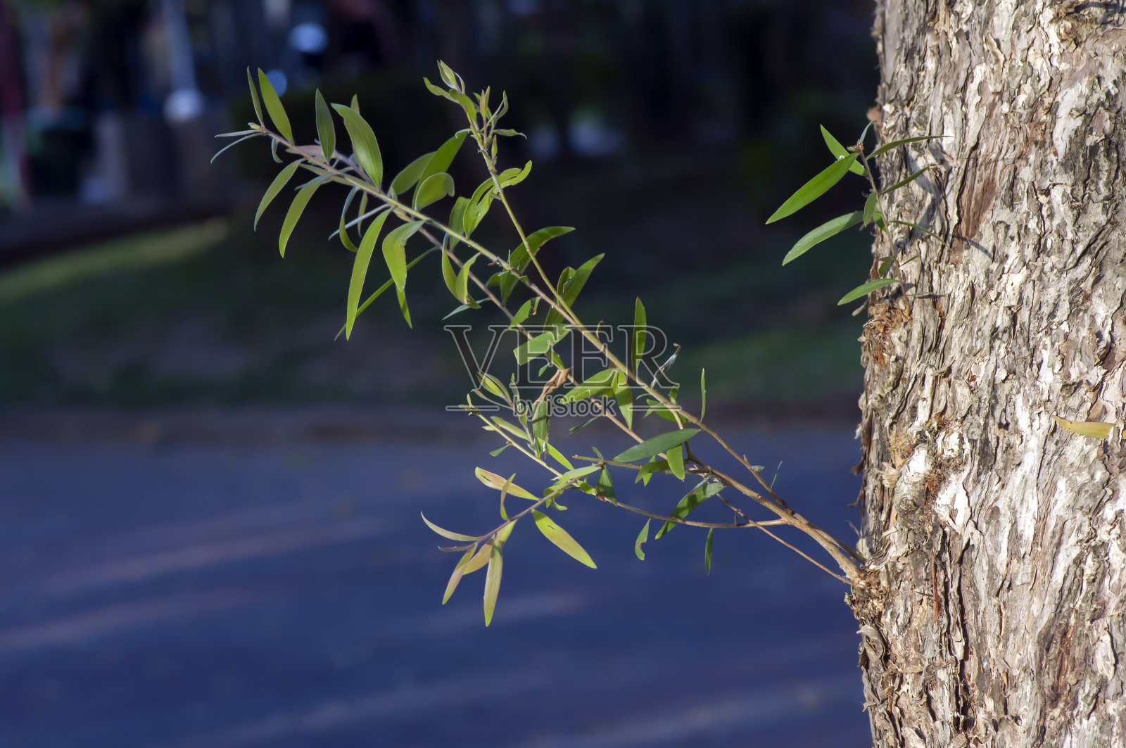 枣叶(千层树)的绿色叶子，浅焦点照片摄影图片