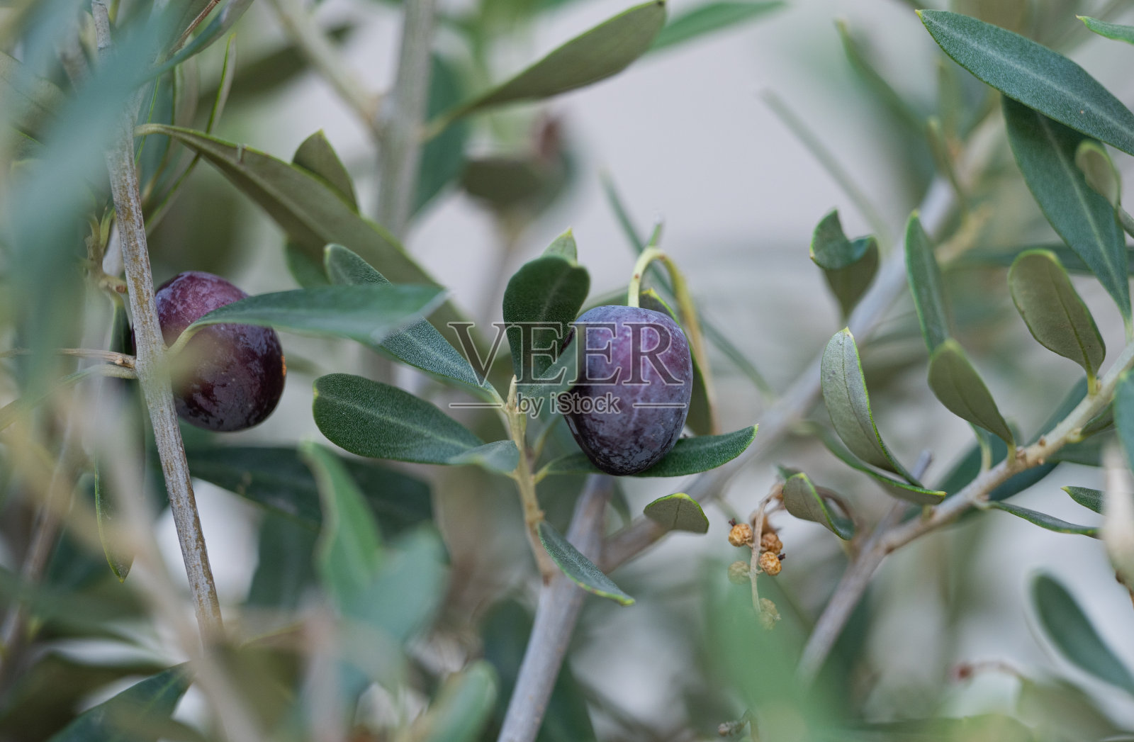 树上有橄榄果实照片摄影图片