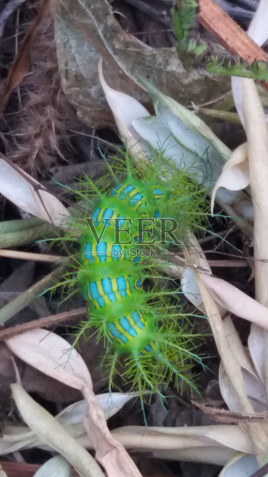 毛毛虫照片摄影图片