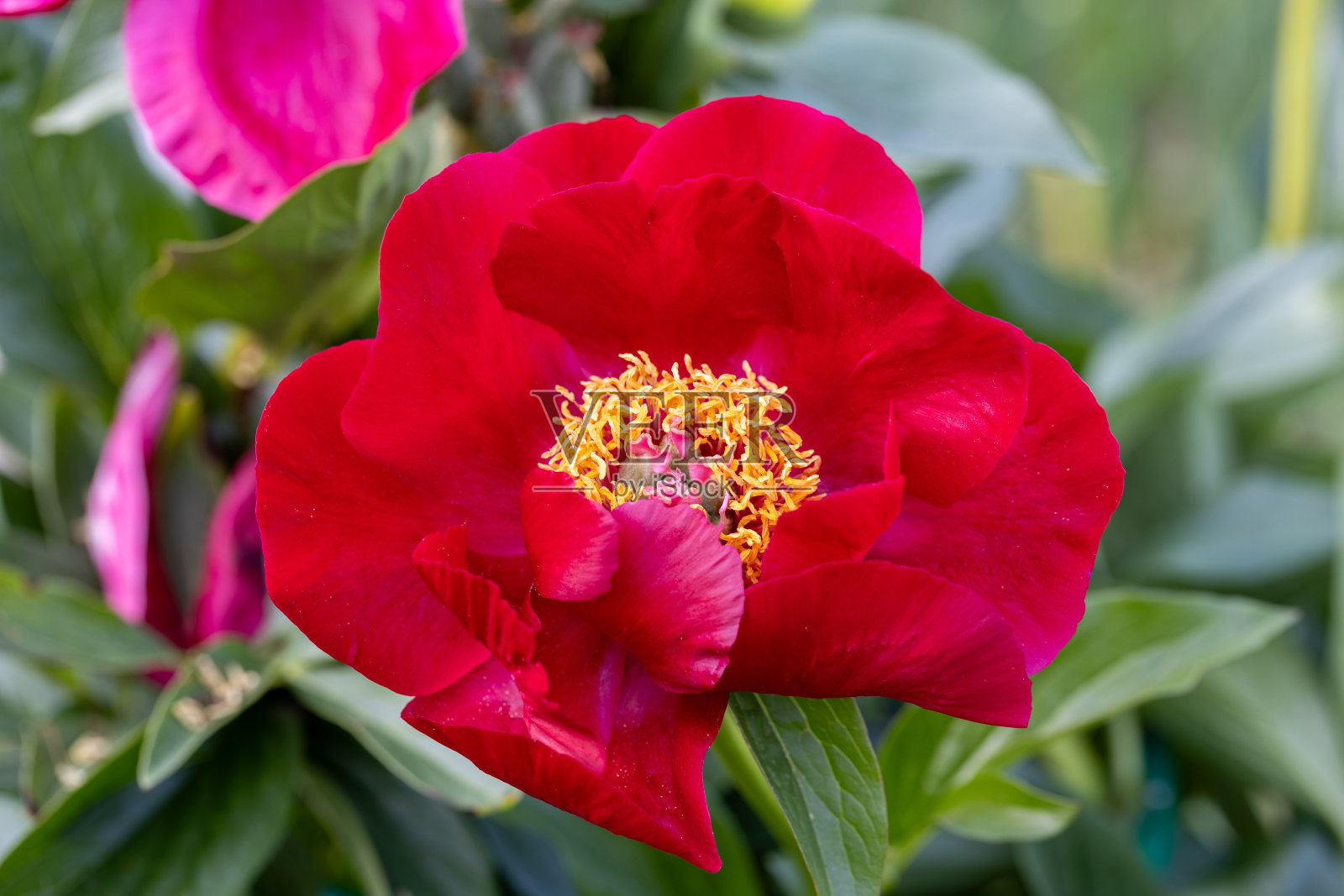 牡丹品种麦基诺大。鲜红的牡丹花，特写照片摄影图片