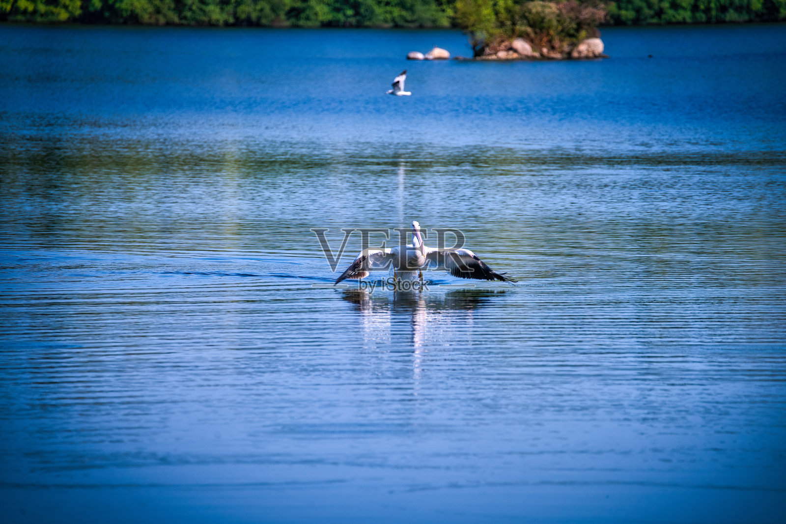 白鹈鹕飞过蓝色的湖照片摄影图片