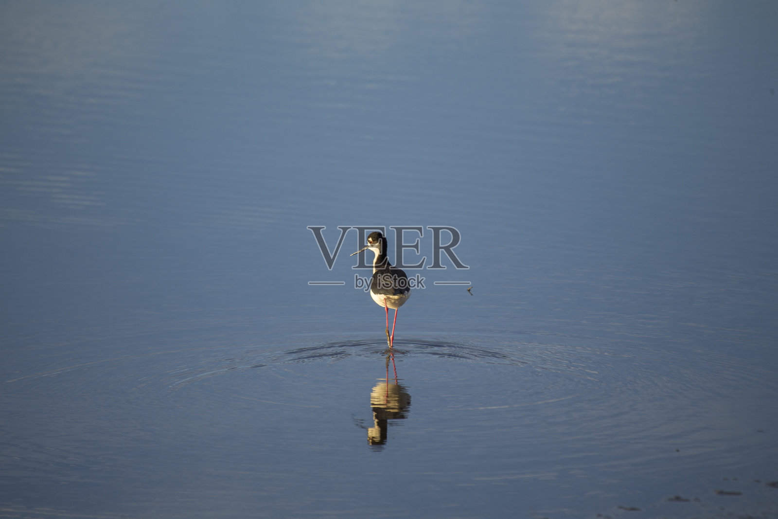 美洲鳄梨(Recurvirostra americana)在北美户外发现照片摄影图片