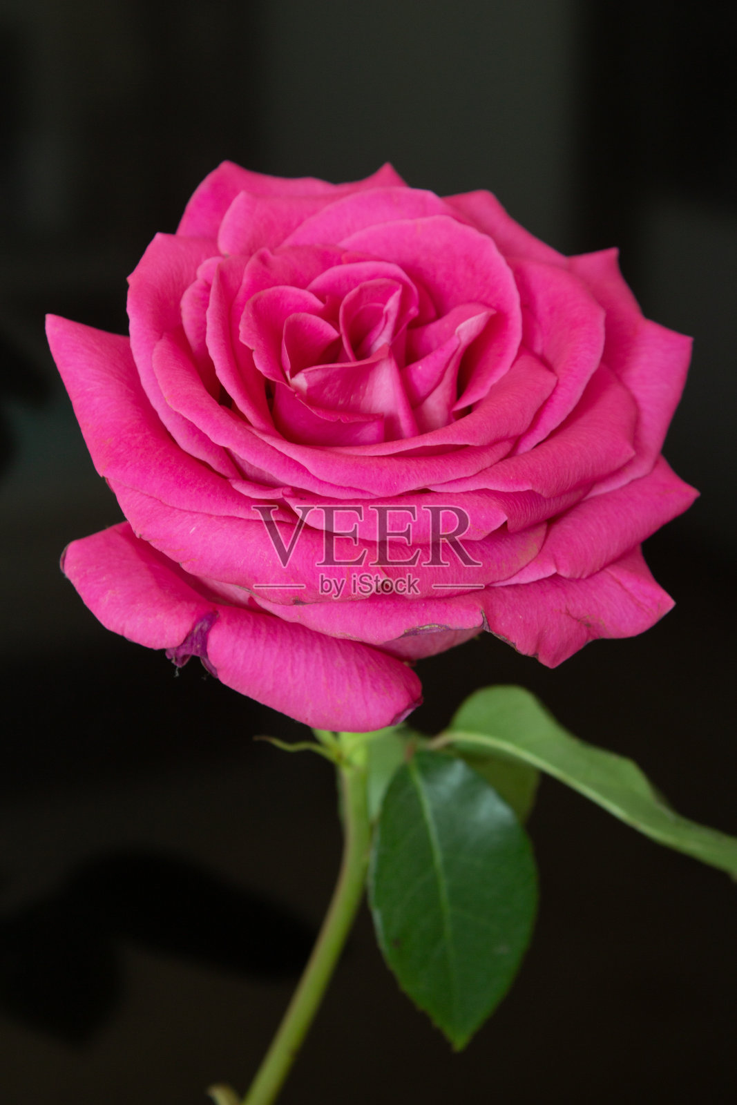 玫瑰照片摄影图片